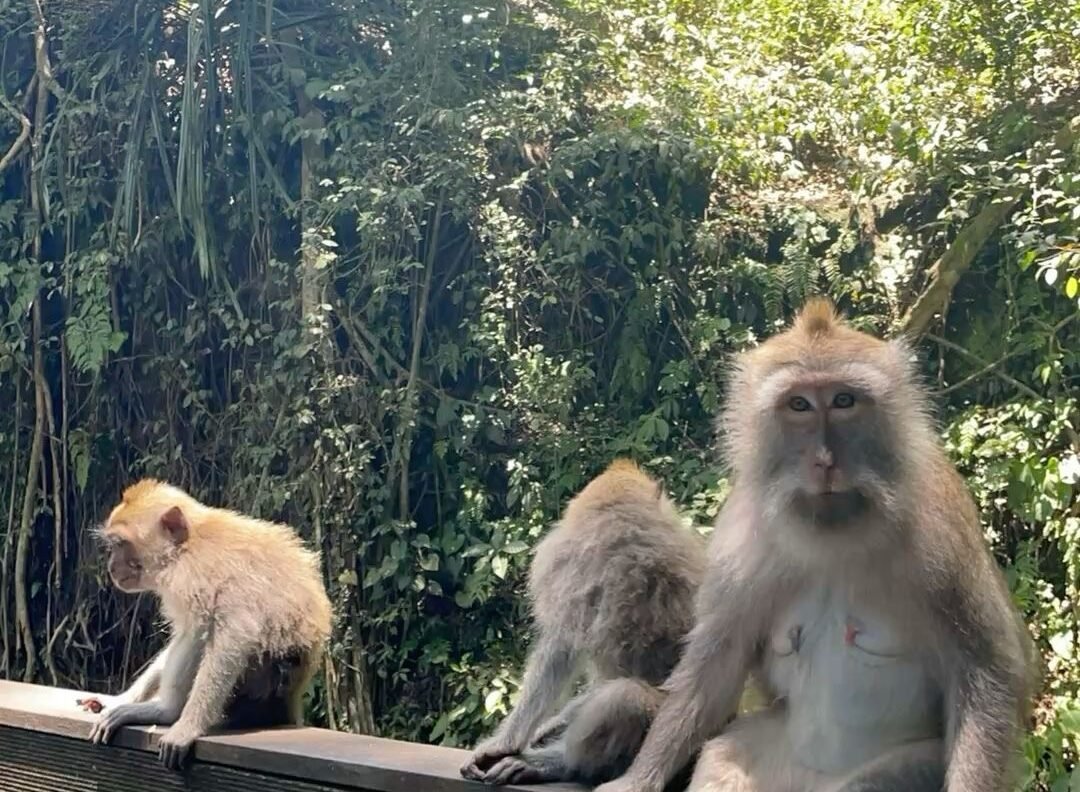 Lüks Bali Turu – Ocak - Görsel 17